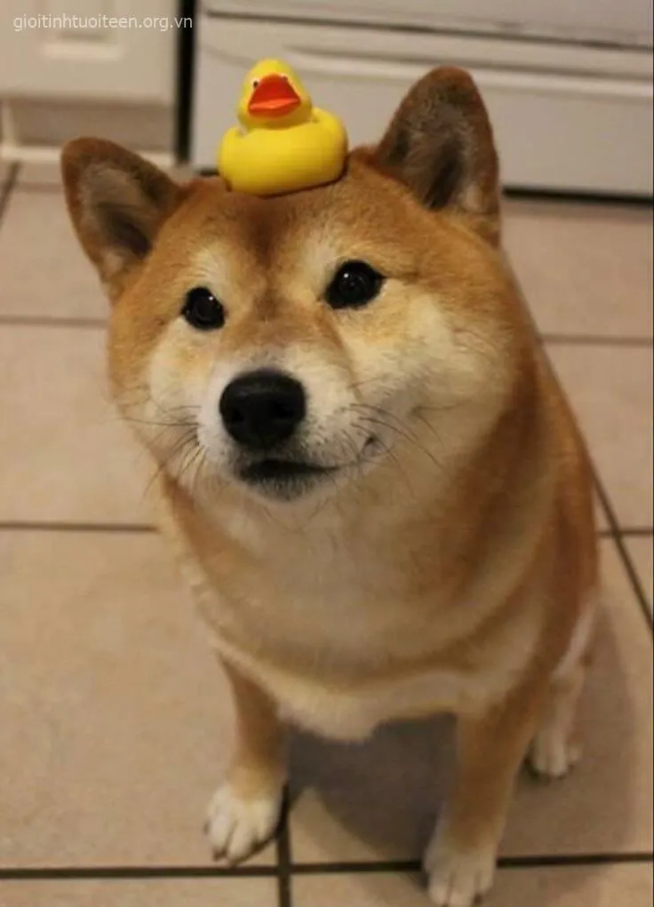 Ảnh troll Shiba 3D cực sáng tạo trong meme quốc tế