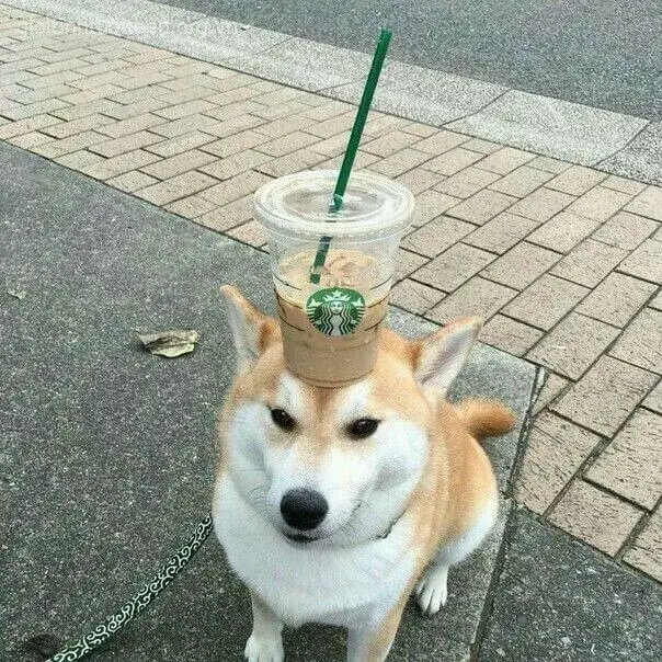 Meme chó Shiba chu môi ngộ nghĩnh, cực kỳ dễ thương.