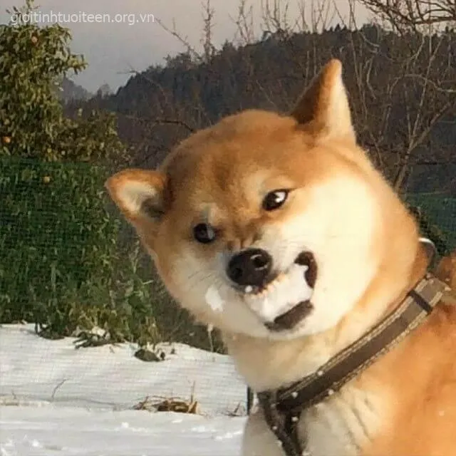 Meme chế Shiba Inu đang chill mà caption lại “căng đét”.