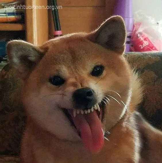 Meme hài Shiba Inu kết hợp caption “hết nói nổi” siêu hợp mood.