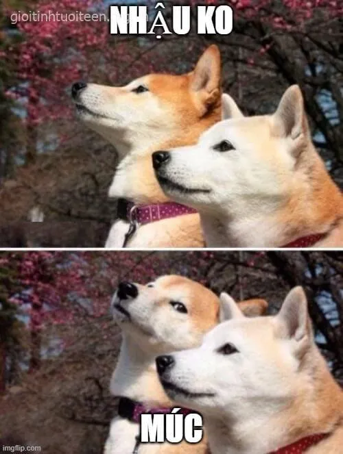 Ảnh troll Shiba Inu gương mặt ngáo ngơ cực chân thực.