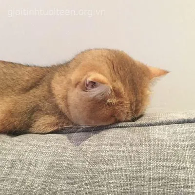 Hình troll mèo vàng lười biếng ngủ giữa sân