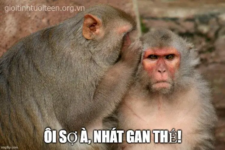 Meme hài hước khích lệ kiểu cà khịa đầy duyên