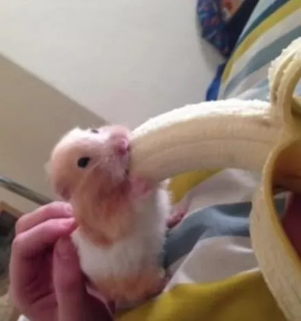 Meme Chuột Ăn Chuối: Trọn bộ sưu tập hình ảnh hài hước, viral & độc lạ