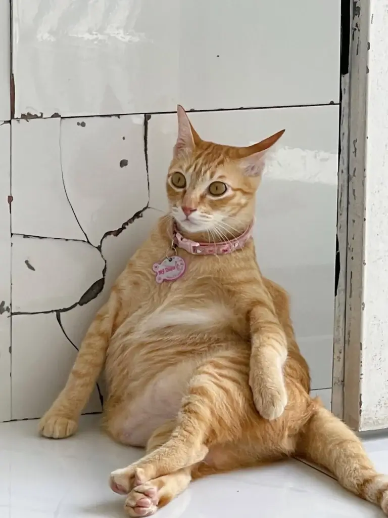 Ảnh meme vui về mèo cosplay khiến cộng đồng cười ngất