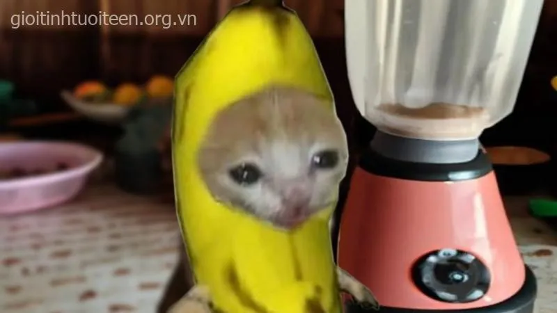 Mèo khoanh tay nghiêm chỉnh như avatar lầy lội.