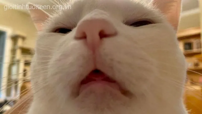 Mèo vô tri nằm xoài, dáng vẻ cực kỳ buồn cười.