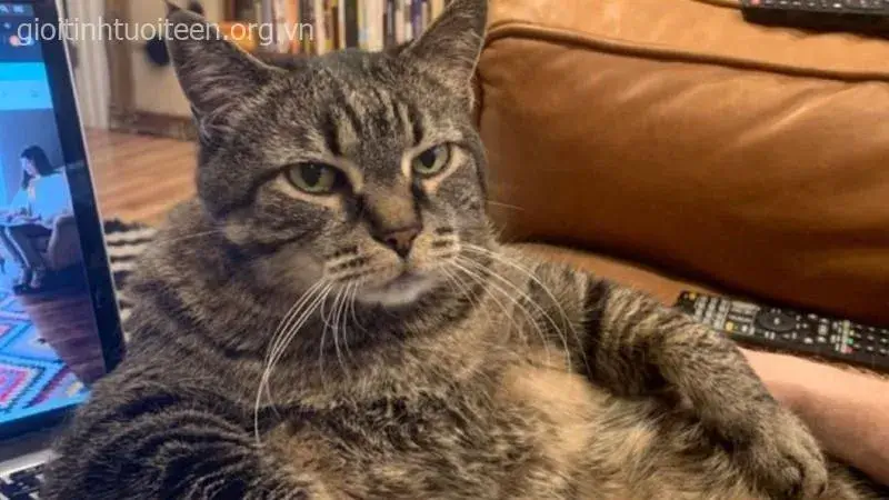 Meme mèo lan truyền mạnh nhờ caption cực kỳ dí dỏm