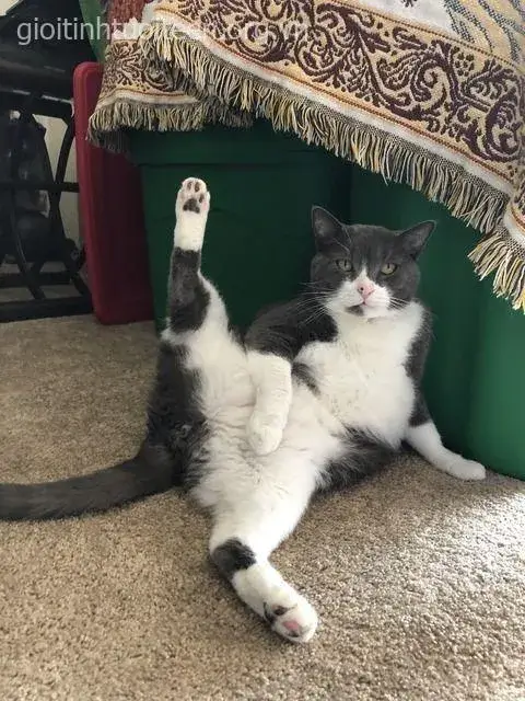 Ảnh troll boss mèo gương mặt biểu cảm như đang cà khịa