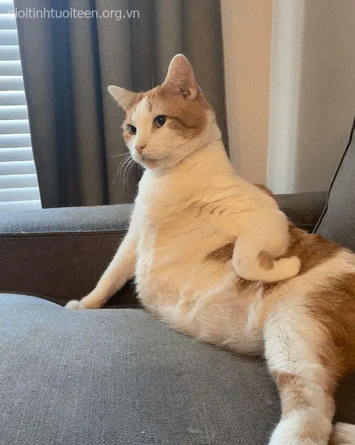 Ảnh chế boss mèo cưng biểu cảm cực sinh động và vui