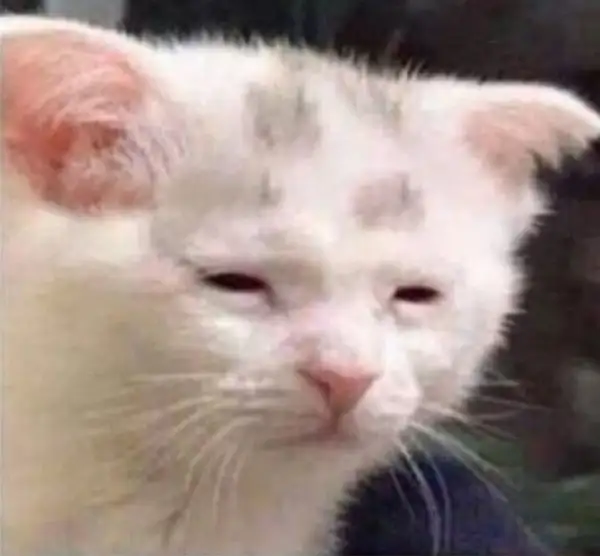 Meme hài mèo ngáp dài đến mức méo cả mặt