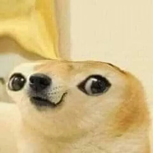 Ảnh meme Shiba đơ mặt khiến ai cũng bật cười
