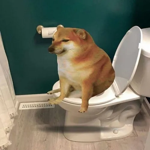 Meme Cheems đơ cứng giữa caption sai chính tả