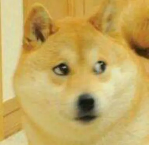 Khi chó Cheems thành biểu tượng hài của dân mạng