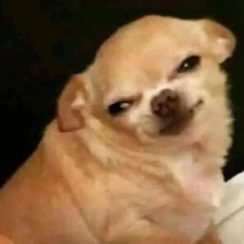 Ảnh vui biểu cảm chó phán xét siêu đểu