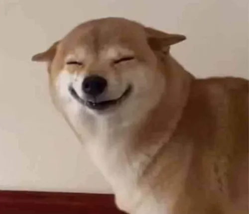 Khi Shiba nhếch mép, mạng xã hội nổ tung cơn cười đểu