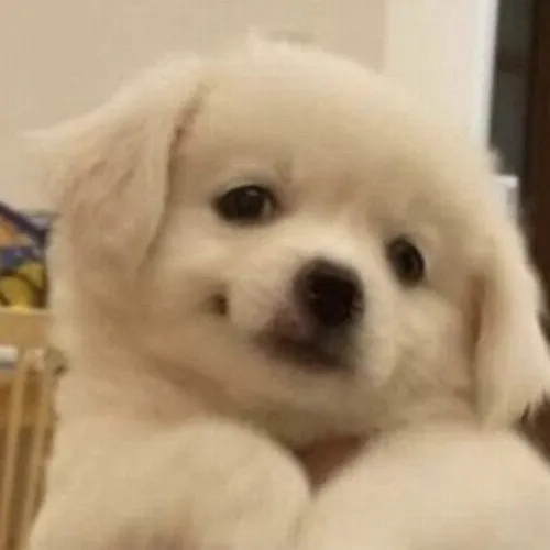 Bộ meme chó cười đểu khinh khỉnh khiến dân mạng “cạn lời”