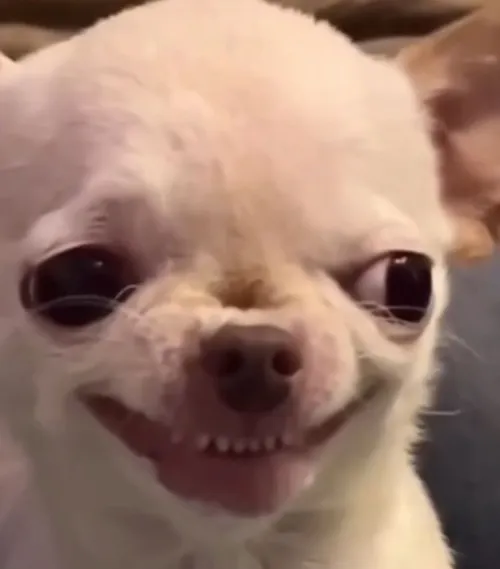 Meme hài chó Husky cười lạnh lùng tinh quái