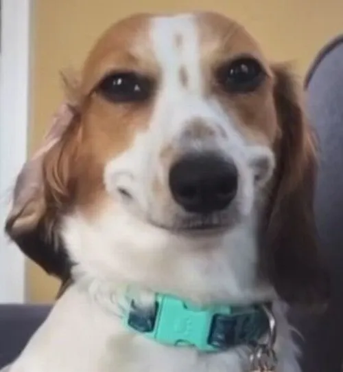 Meme chế chú chó cười nham hiểm nhìn nghiêng