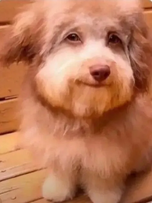 Meme chế chó Doge nhìn khinh kiểu thần thái