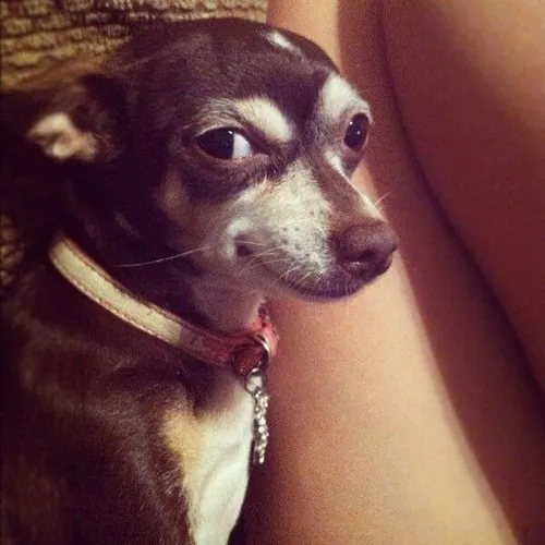 Meme hài chú chó lạnh lùng nhưng biểu cảm đỉnh