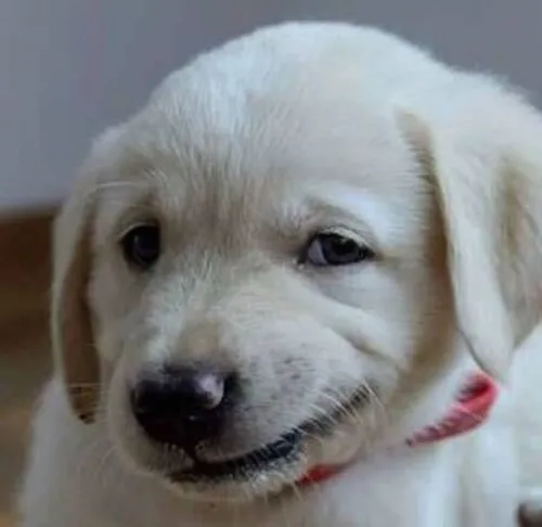 Hình troll biểu cảm nhếch mép tinh ranh đáng yêu