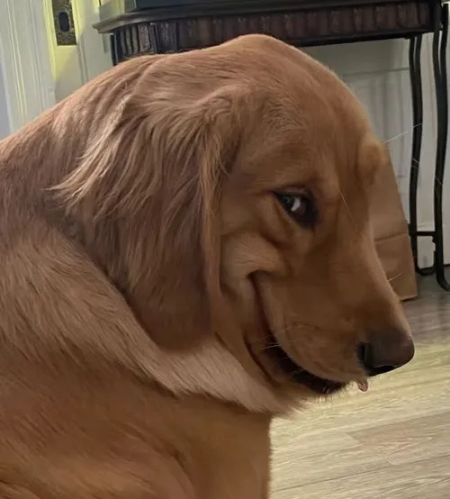 Ảnh meme vui chó Golden cười ma mãnh lạnh