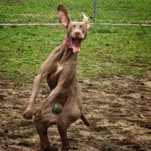 Bộ meme chó cười lan TikTok khiến dân mạng “rụng tim” vì quá đáng yêu