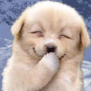 Hình troll chó vui lan rộng khắp Facebook và Reddit