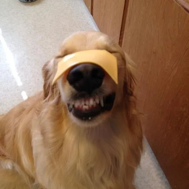 Meme chó cười toe toét lan truyền mạnh trên TikTok