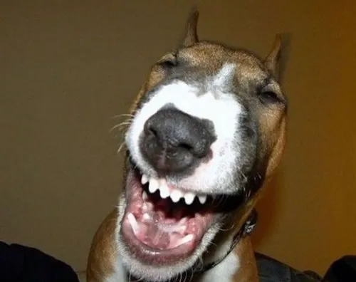 Bộ sưu tập chó cười troll, biểu cảm “người hóa” siêu đáng yêu