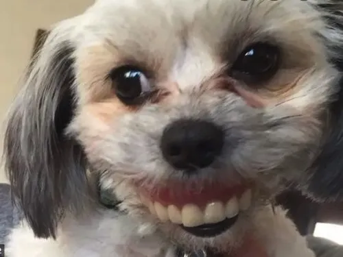 Meme chó cười răng đều cực hợp ghép caption trêu bạn