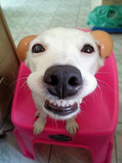 Meme chế chú chó bị mắng vẫn nhe răng cười