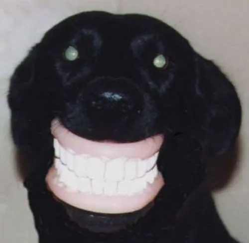 Meme chó cười lan truyền TikTok: càng nhìn càng thấy “lầy”