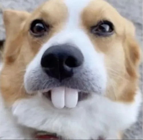 Chó cười toe toét, dân mạng ví như “thánh tấu hài bốn chân”