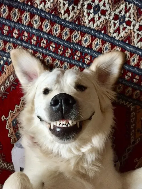 Meme hài chú chó ánh nhìn lầy khiến mạng cười ngất