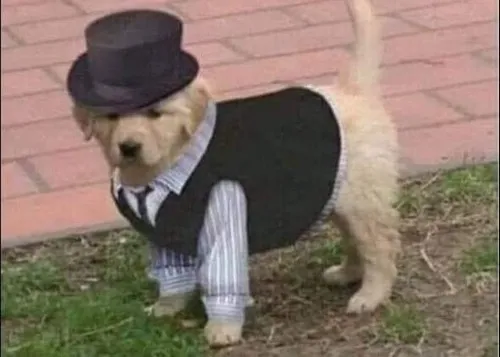 Meme hài chó lịch lãm biểu cảm nghiêm mà siêu ngáo