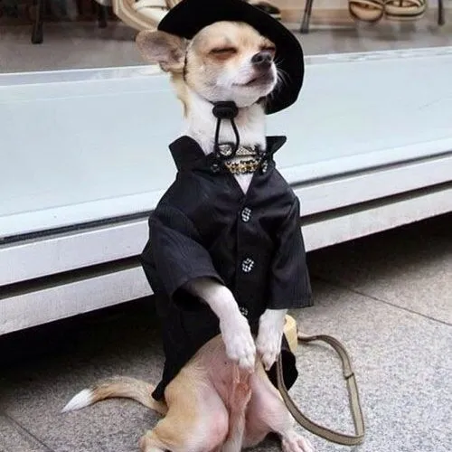 Ảnh vui chó điệu đà đeo nơ đỏ chụp giữa ánh sáng studio