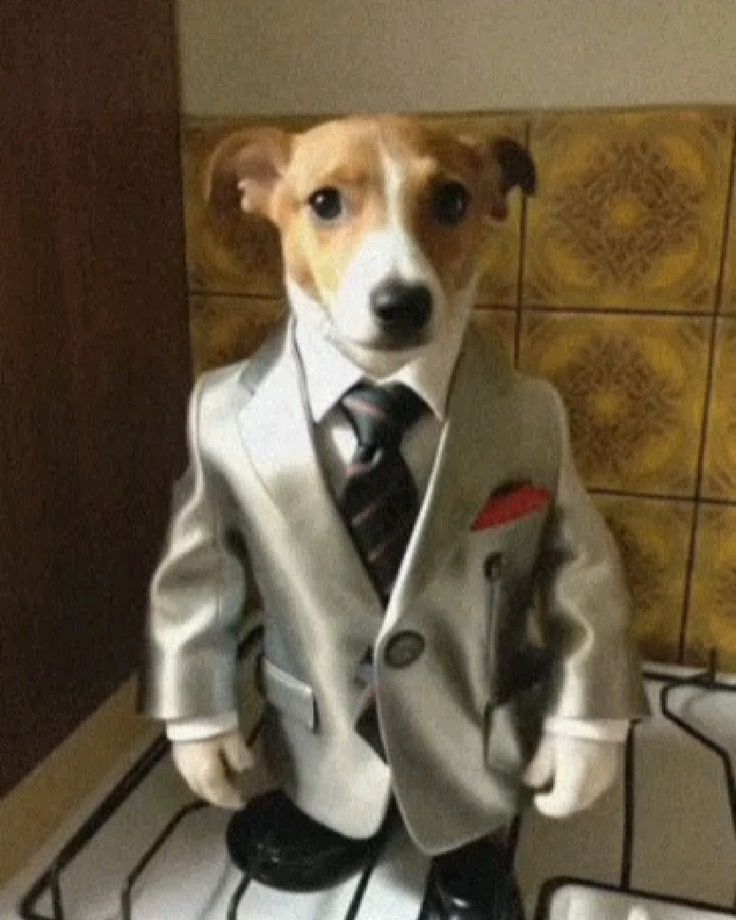 Bộ meme chó quý ông: pha trộn giữa ngầu và ngáo