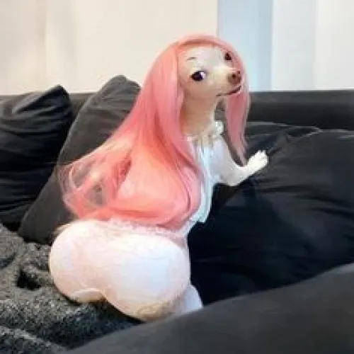 Cười nghiêng ngả với loạt ảnh chế chó troll siêu dễ thương trên TikTok