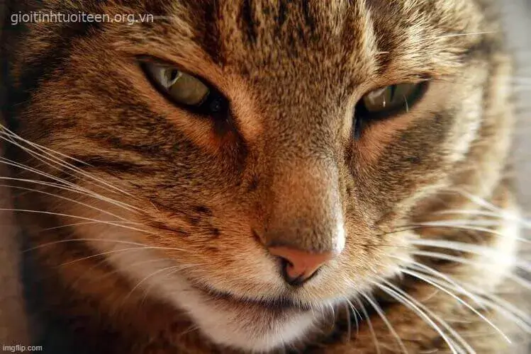 Mèo liếc xéo và nụ cười nửa mép khiến dân mạng cạn lời