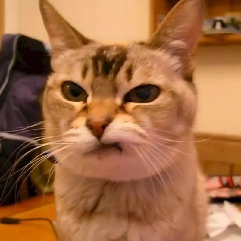 Khi mèo khinh khỉnh trở thành biểu tượng meme mạng xã hội