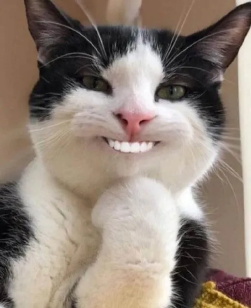 Cười không nổi vì loạt mèo troll nham hiểm quá thật