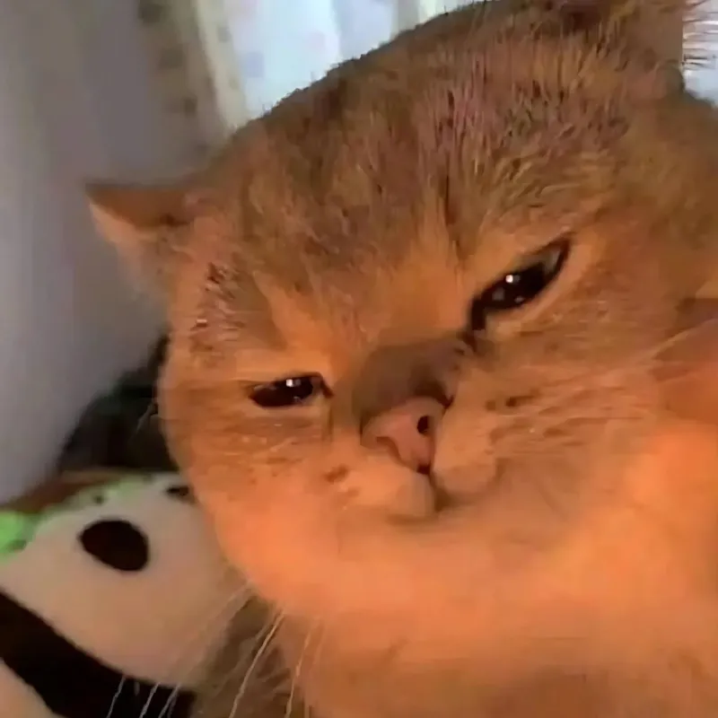 Mèo cười gian nửa miệng lan khắp TikTok gây bão mạng