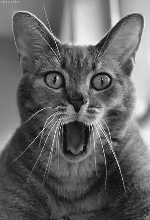 Ảnh troll mèo ngạc nhiên lan nhanh trên Facebook