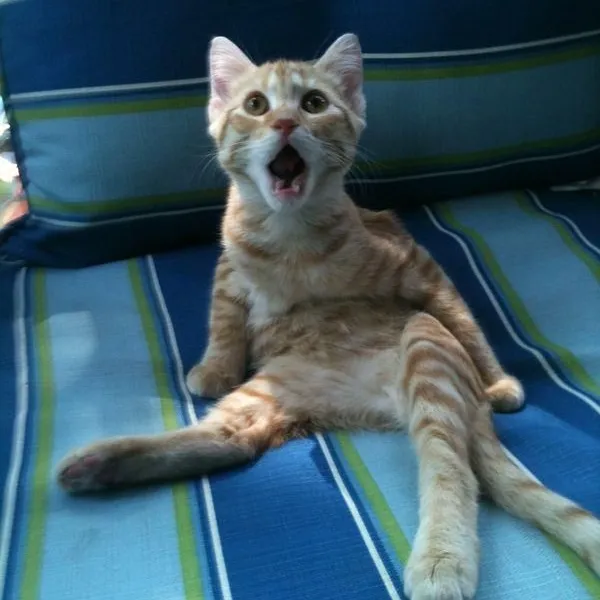 Meme vui chú mèo kiểu “tôi không tin vào mắt mình”