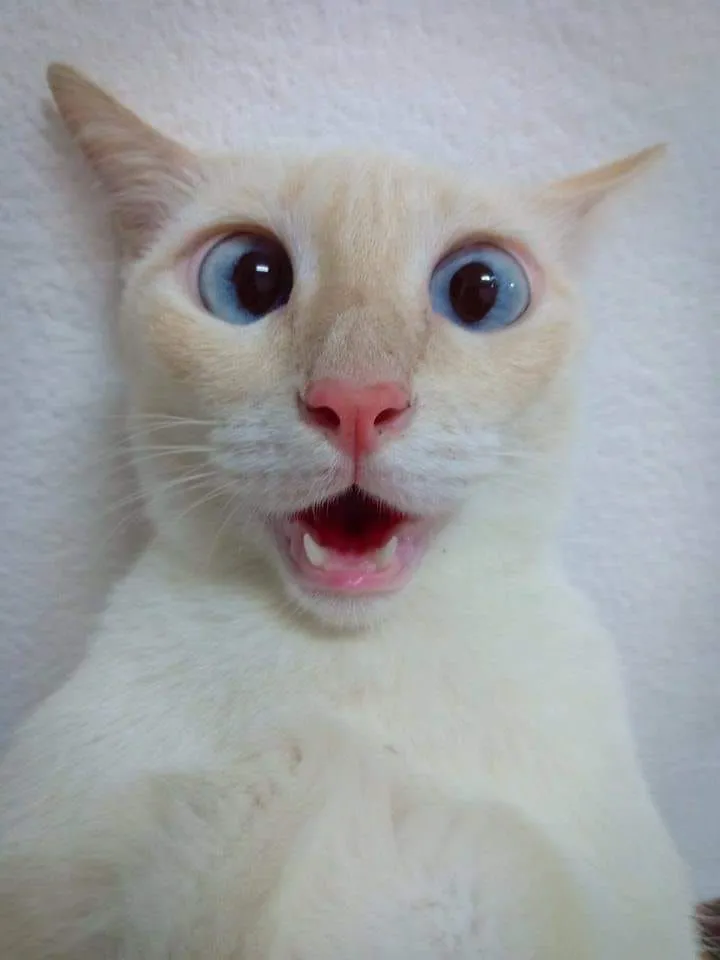 Hình chế dễ thương khi boss phát hiện điều kỳ quặc