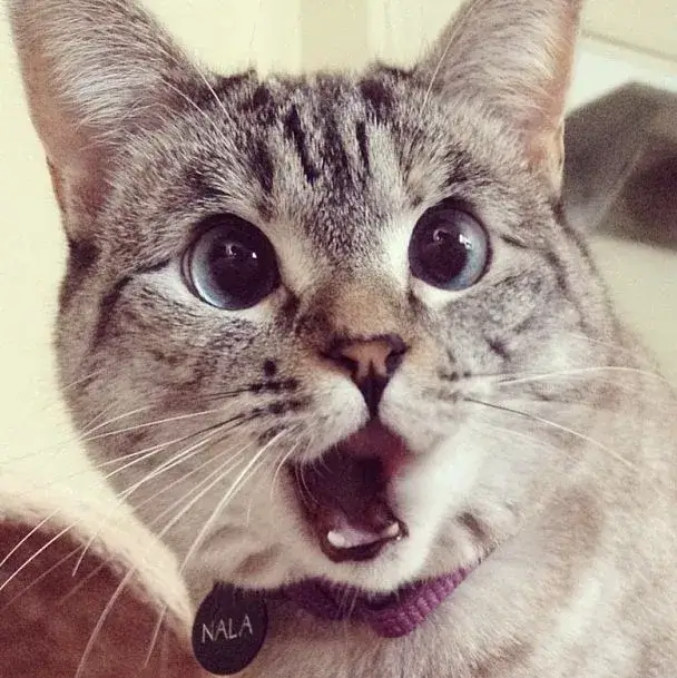 Ảnh hài mèo há miệng lan truyền trên Instagram