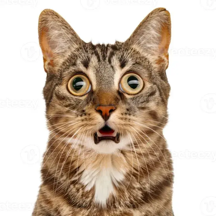 Meme chế phản ứng “meo??” nghe như người thật