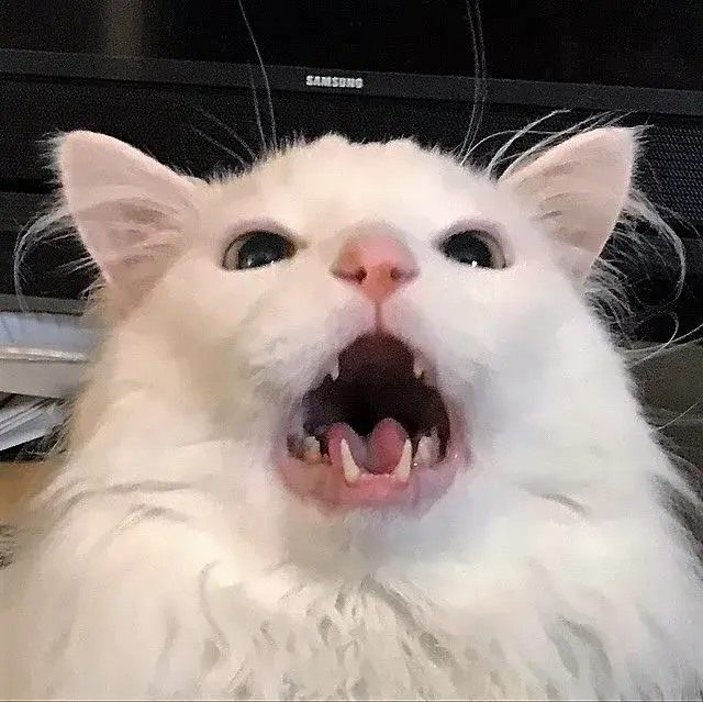 Hình troll dễ thương của mèo phản ứng ngơ ngác